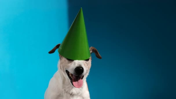 Jack Russell terrier con cono de fiesta verde en azul claro - Imágenes, Vídeo