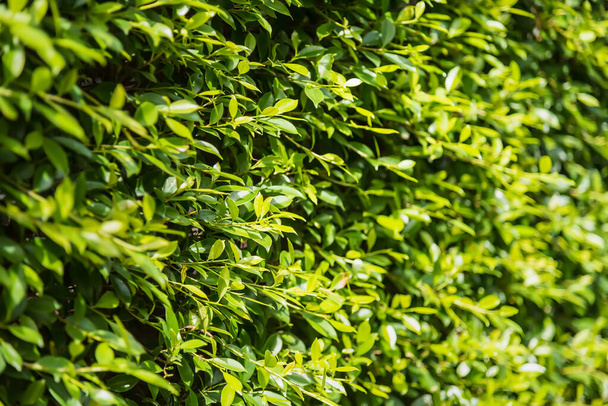 Τοίχος διακοσμητικών φυτών του διαχωρισμού στον κήπο.Ταϊλάνδη - Φωτογραφία, εικόνα