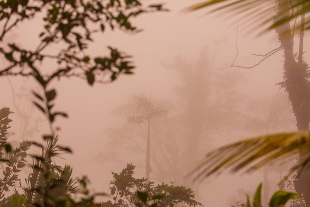 Silhouette des Tropenwaldes im Morgennebel - Foto, Bild