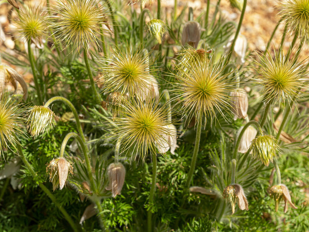 Cabeças de semente de flor pasque em um jardim - Foto, Imagem