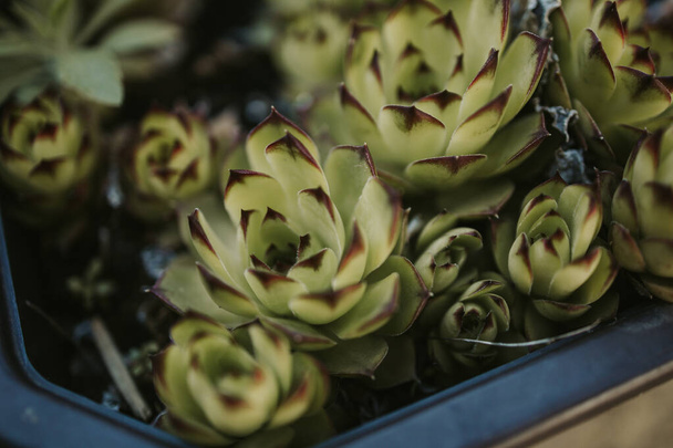 A closeup shot of beautiful green succulents - Photo, Image