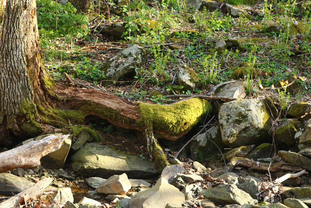 The mossy rocks under a tree in a forest - Photo, Image