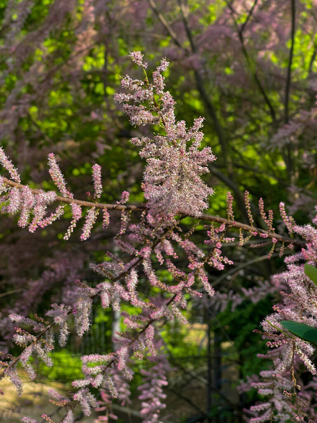 floraison Tamarix gallica française au printemps, mise au point sélective - Photo, image