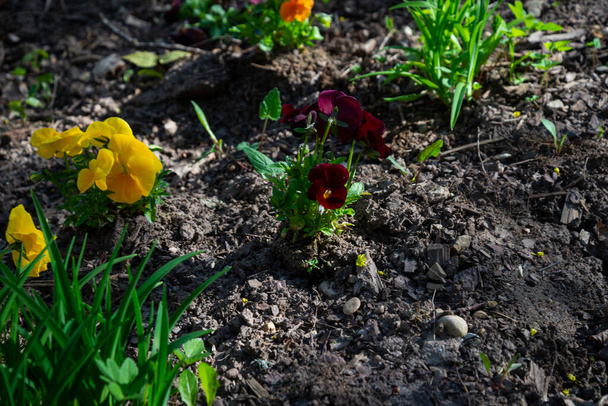 Pianta ansy in giardino, Viola tricolor var. hortensis,Viola tricolor - Foto, immagini