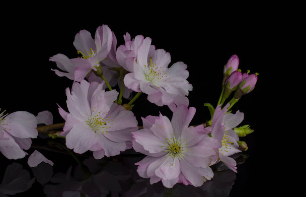 Spring cherry blossoms on black  background with copyspace - Photo, Image