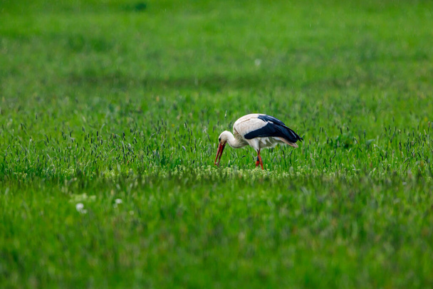 white stork ciconia in a field - Photo, Image