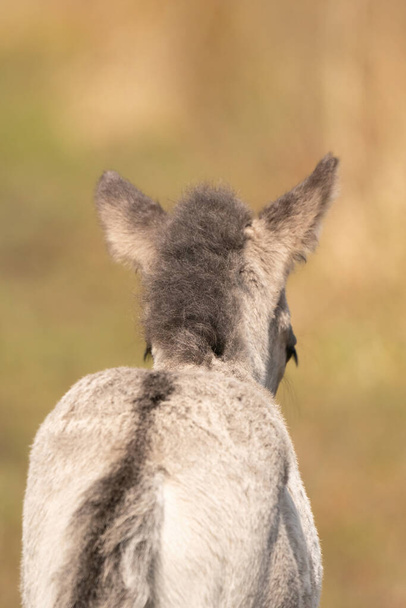 Head of a konik horse foal, seen from behind. The young animal in the golden reed - Photo, Image