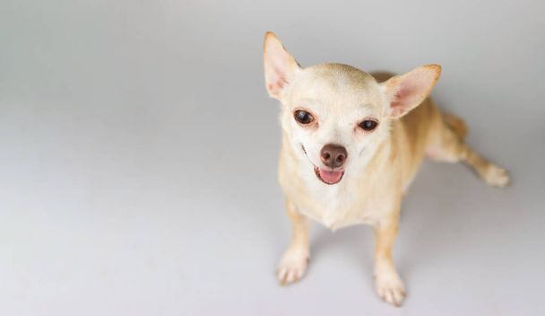 Draufsicht des braunen Chihuahua-Hundes, der auf weißem Hintergrund mit Kopierraum sitzt, aufblickt und in die Kamera lächelt. - Foto, Bild