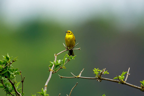 A yellowhammer bird on a twig - Photo, Image