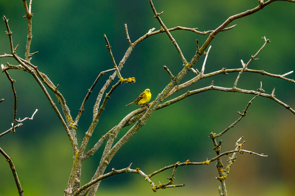 A yellowhammer bird on a twig - Photo, Image