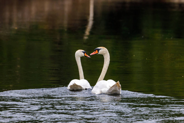 Un cisne mudo en un estanque - Foto, Imagen