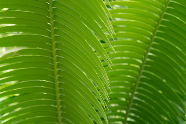 Cycad leaf background pattern in a garden. - Foto, afbeelding