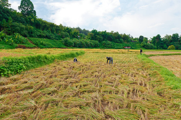 Традиційний рільничий рис на своїй фермі під горою в Нан (Таїланд). - Фото, зображення