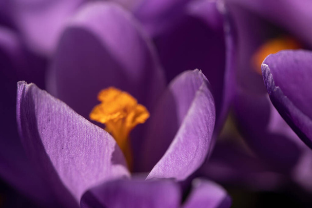 Eerste lente paarse krokus bloemen.  - Foto, afbeelding
