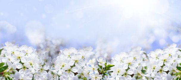 Bahçede kiraz ağaçları açıyor. Güneşte beyaz kiraz çiçekleri. Yakın plan.. - Fotoğraf, Görsel