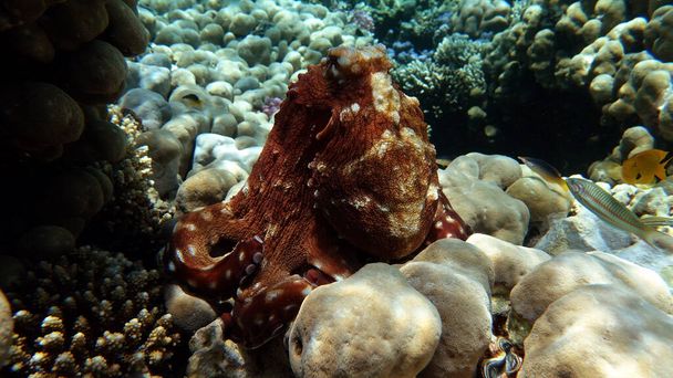 Octopus. Big Blue Octopus on the Red Sea Reefs. - Photo, Image