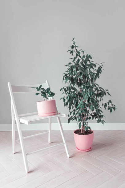 Stylish space with two flowers ficus trees in pink pots and a white chair home garden concept Minimalist interior Urban Jungle Botany home garden - Φωτογραφία, εικόνα