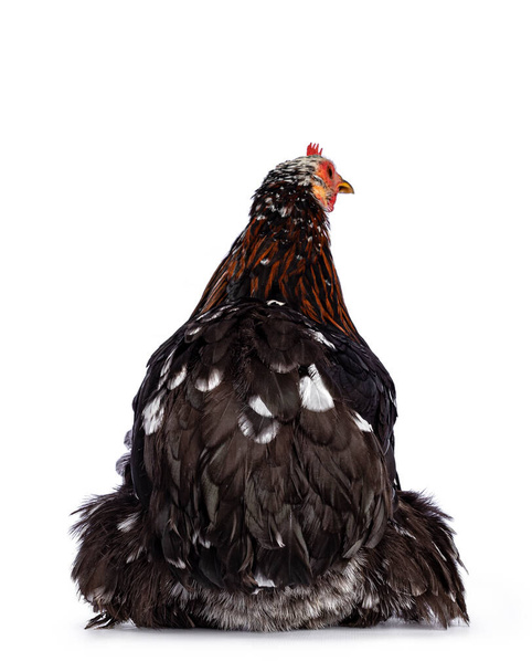 Poulet ou poule Cochin bantam marbré noir et blanc avec une variété de couleur brune dans le cou, assis à l'envers. Isolé sur fond blanc. - Photo, image