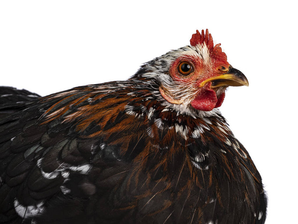 Tête de poulet noir et blanc bantam Cochin marbré ou une poule avec la variété de couleur brune en nec. Isolé sur fond blanc. - Photo, image
