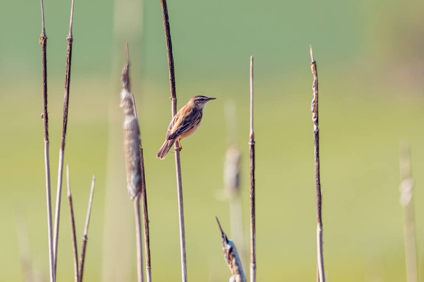 μικρό πουλί τραγούδι Sedge warbler (Acrocephalus schoenobaenus) κάθεται στα καλάμια. Μικρό αηδόνι στο φυσικό περιβάλλον. Άνοιξη. Δημοκρατία της Τσεχίας, Ευρώπη - Φωτογραφία, εικόνα