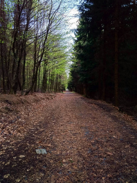 Mistyczna ścieżka w lesie, lewa strona jest ścieżką dobra, a prawa jest ścieżką zła..  - Zdjęcie, obraz