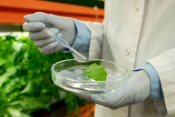 Maatalouden biologin lähikuva käsineissä ja valkoisessa takissa - sinisen reagenssin pudottaminen lehtiin petrimaljassa kasvihuoneessa - Valokuva, kuva