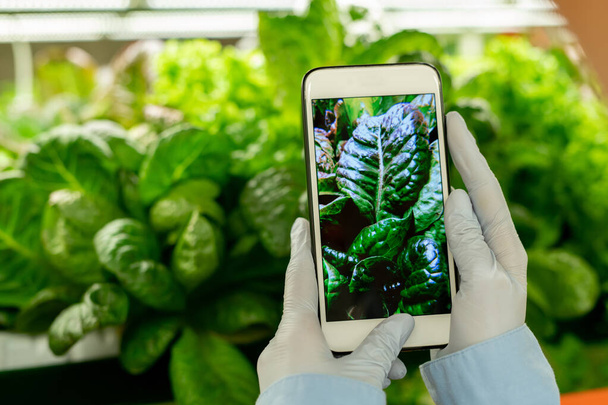 Primer plano de ingeniero agrícola irreconocible en guantes fotografiando hoja en smartphone para investigación en invernadero - Foto, imagen