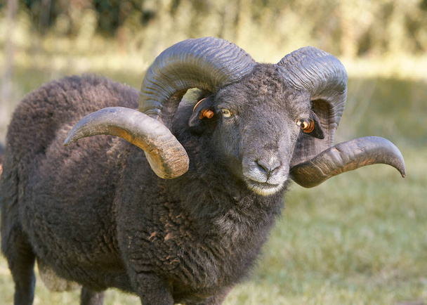 Κοντινό πορτρέτο του αρσενικού μαύρου ouessant πρόβατα με μεγάλα κέρατα - Φωτογραφία, εικόνα