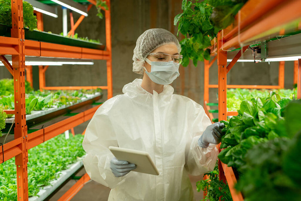 Jovem trabalhador de estufa em terno de proteção, máscara e óculos de segurança segurando tablet e verificando folhas de verdes na fazenda vertical - Foto, Imagem