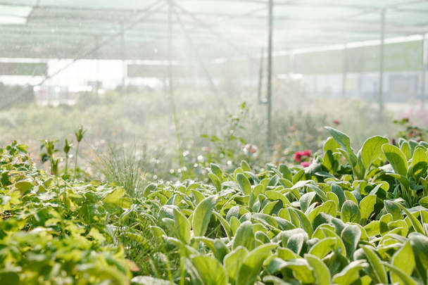 A zöld levelű virágokat és bokrokat öntözi az öntözőrendszer a nagy kortárs üvegházban más növényekkel a háttérben - Fotó, kép