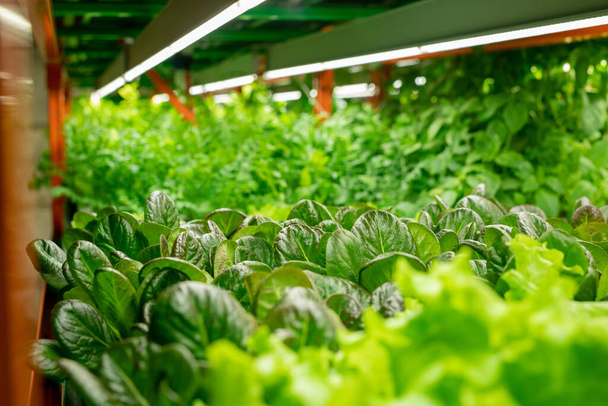 Крупный план различных сортов салата, растущих под вертикальной системой земледелия со светодиодными лампами - Фото, изображение