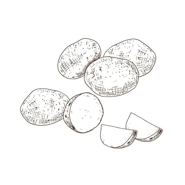 Hand drawn potato. Set sketches with cut potato and slice of potato. Vector illustration isolated on white background. - Διάνυσμα, εικόνα