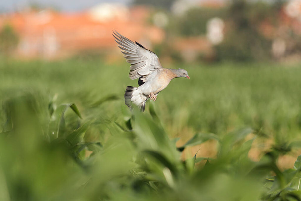 ポルトガル北部のトウモロコシ畑にヨーロッパの若い木の鳩の着陸. - 写真・画像