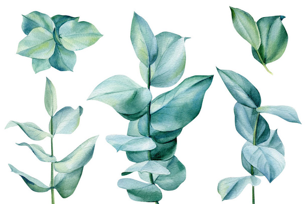 Set eucalyptus branches. Watercolor green leaves on white background - Photo, Image