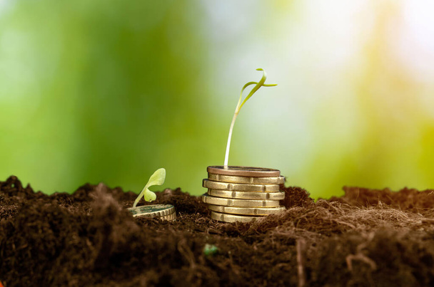 Euro coins and plant sprouts, financial growth concept - Φωτογραφία, εικόνα