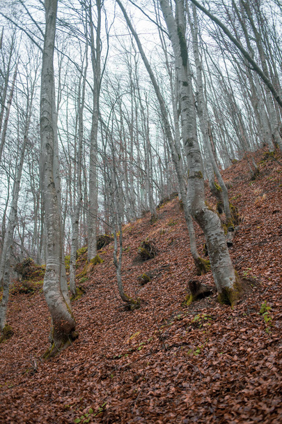 Autumn forest in  the  the Carpathian Mountains  - Φωτογραφία, εικόνα