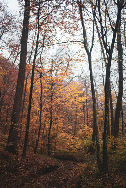 Herbstwald in den Karpaten  - Foto, Bild