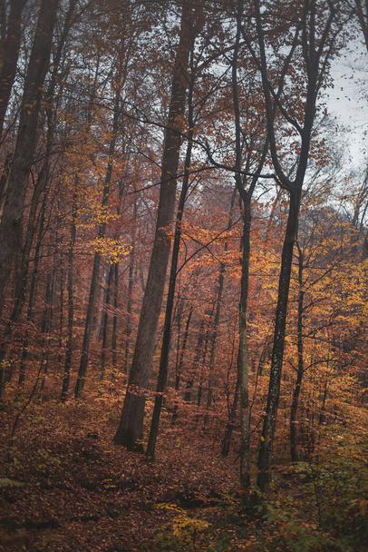 Floresta de outono nas montanhas dos Cárpatos  - Foto, Imagem