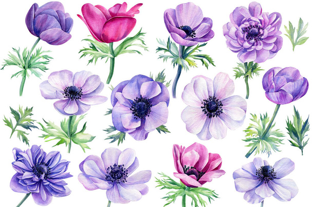 Set Watercolor flowers, colored anemones on isolated white background, floral design element - Photo, Image