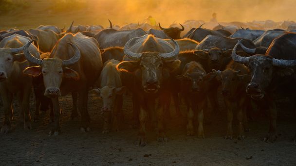 Asya buffalo - Fotoğraf, Görsel