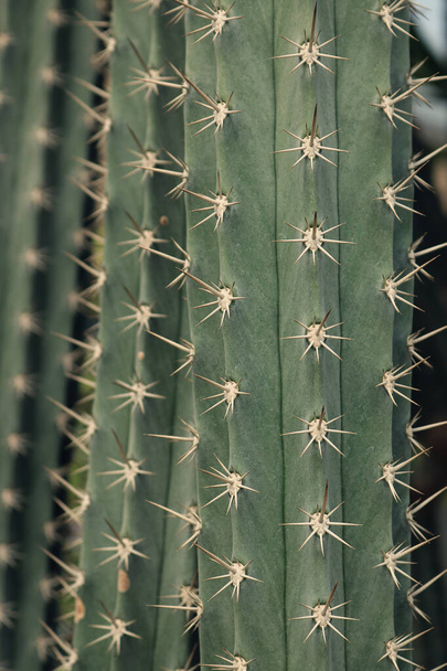 Thorn of cactus leaf background - Photo, image