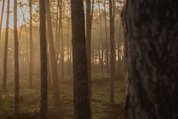 A beautiful shot of a dense forest at sunrise - Foto, Bild