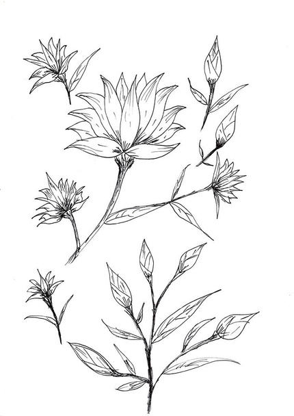 Käsi piirustus kukkia ja lehtiä mustalla musteella, valkoisella paperilla - Valokuva, kuva