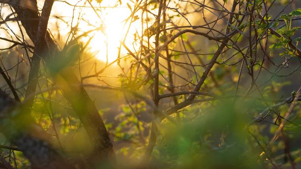 beautiful natural background sunset sun through the branches of young raspberry leaves, beautiful atmospheric evening photo - Φωτογραφία, εικόνα