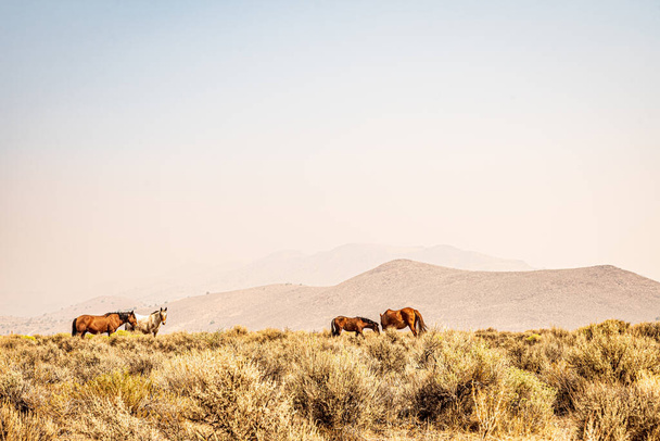 horses grazing in dry lnadscape with hills - 写真・画像