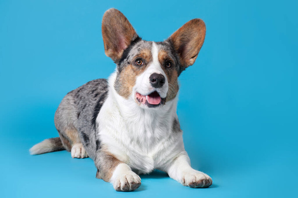 Welsh Corgi Cardigan dog of unusual merle color. Black, white, ginger and grey spots, cute face expression, mouth opened. Blue background, copy space. - Foto, Imagem