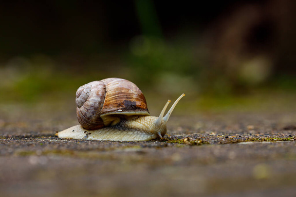 A snail on the road - Photo, Image