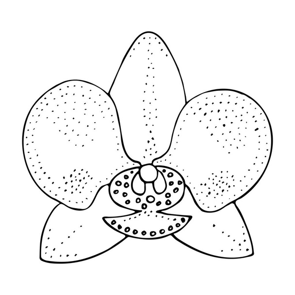 Orquídea dibujada a mano punteada aislada, orquídea tropical del doodle, flor tropical del vector, flores del verano  - Vector, imagen