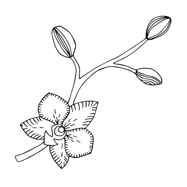 Dotted hand-drawn orchid, doodle orchid branch, vector tropical flower, summer flowers, vector orchid flower with buds, orchid twig - Vector, Image