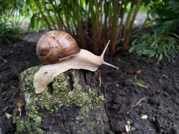 snail on a tree - Photo, Image